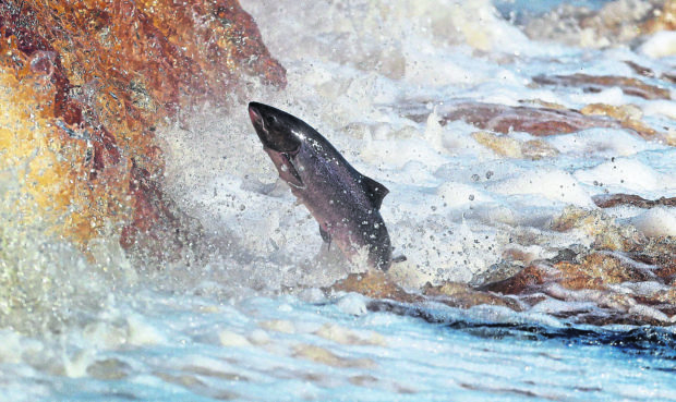 Salmon in the River Tyne