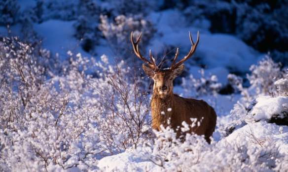 red deer