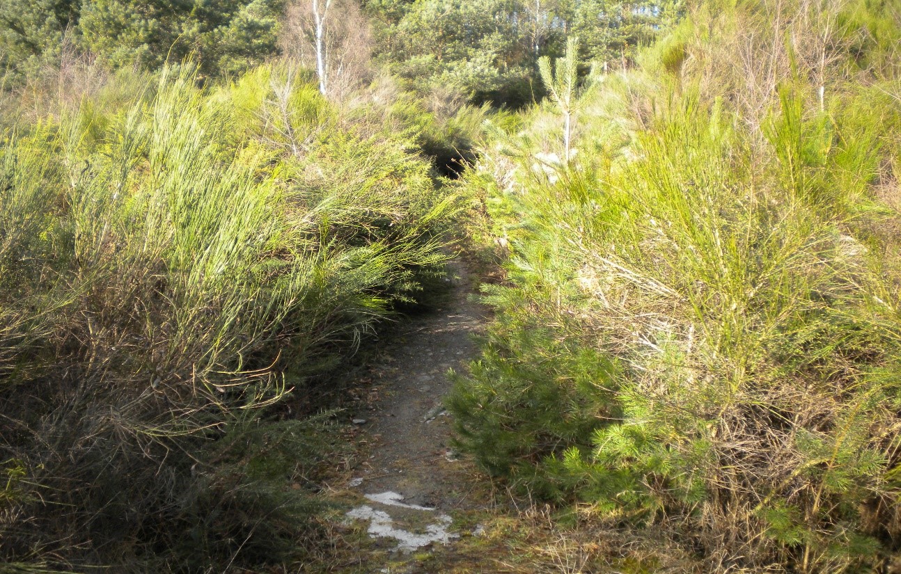 quarry path
